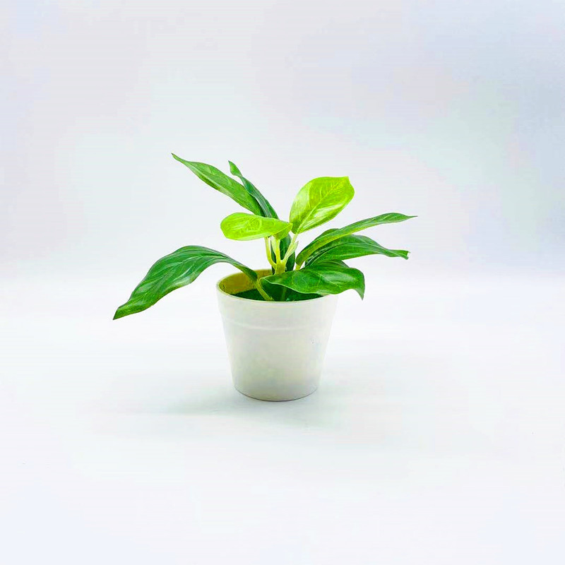 リラックスグッズ 癒しの葉っぱ ミニ鉢植え